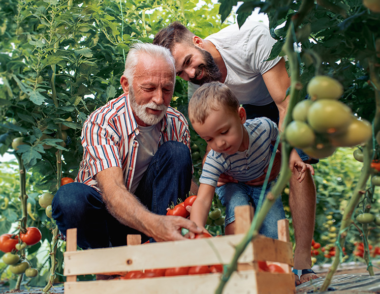 family picking grapes