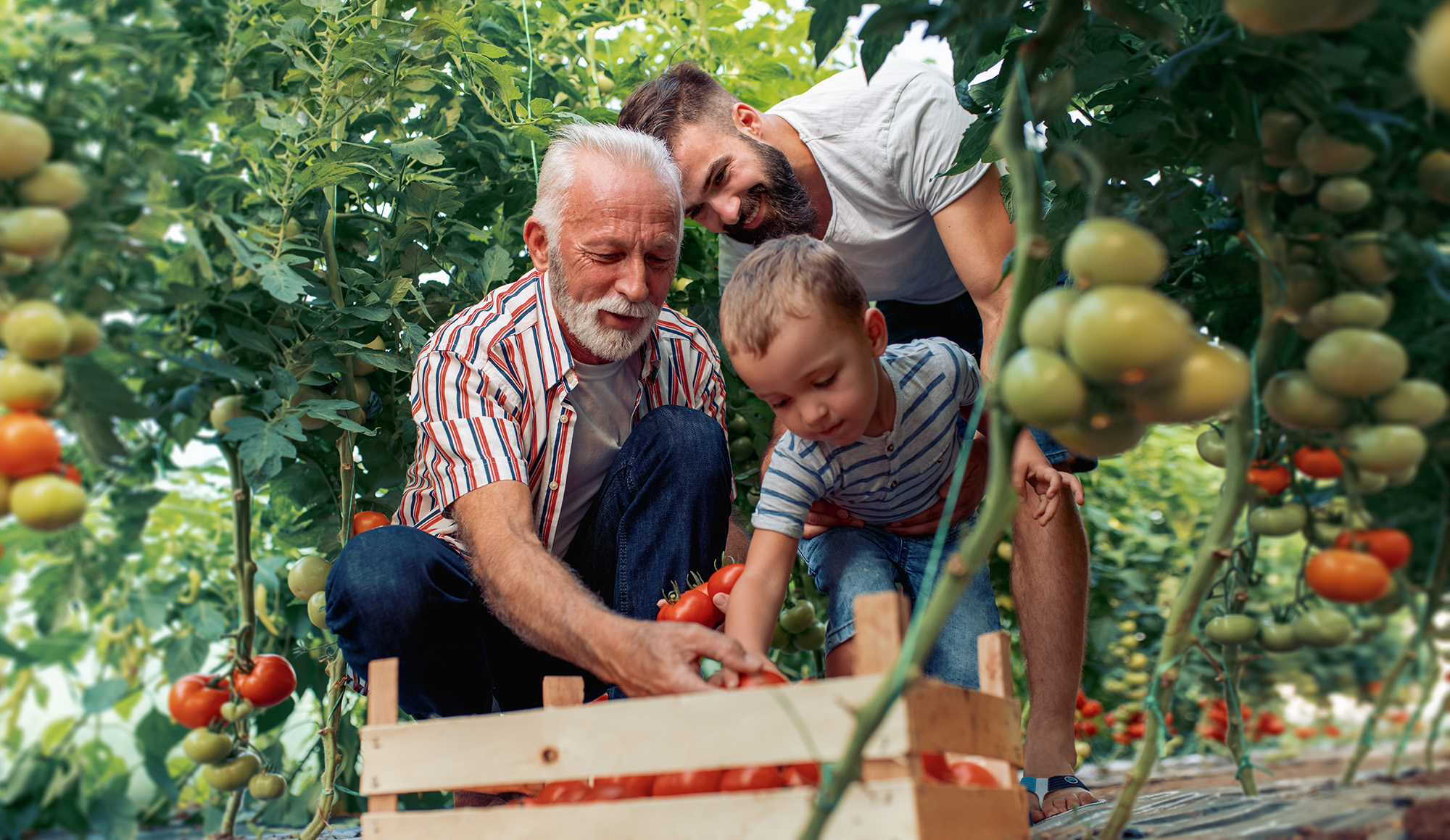 Family growing tomatoes